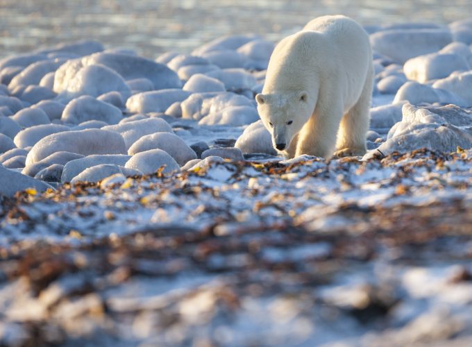 Wallpaper Bear, Polar Bear, Canada, shore, coast, white bear, sea, water, ocean, walk, sunny day, Animals 623086029